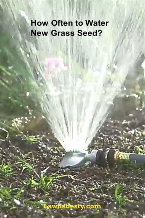 Proper Watering Is An Important Requirement For New Grass Seed This Guide Explains How Often To