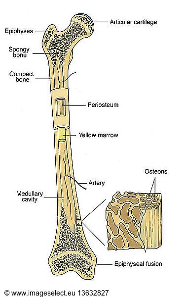 Anatomical Illustration Of Bone Anatomical Illustration Of Bone With