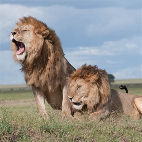 Pack Of Lions Hunting