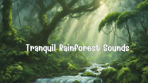 Rainforest Reverie Lofi Shamisen Rainforest Sounds For Serene