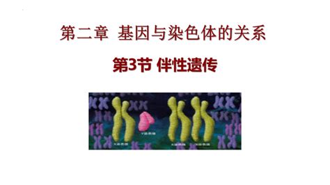 23伴性遗传课件2022 2023学年高一下学期生物人教版必修2共30张ppt 21世纪教育网