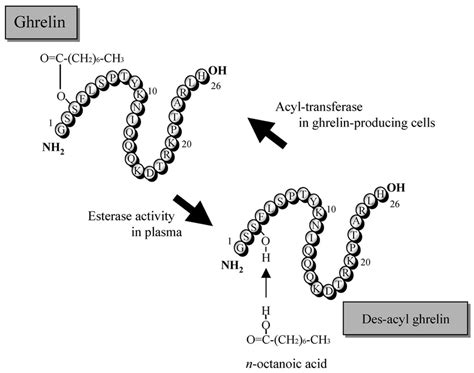 Fig Structure Of Ghrelin And Des Acyl Ghrelin Ghrelin Is A Peptide