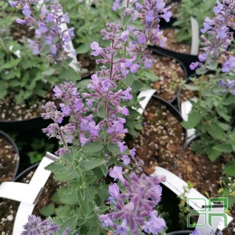 Котовник Фассена "Кэтс Меоу" / Nepeta faassenii "Cat`s Meow"