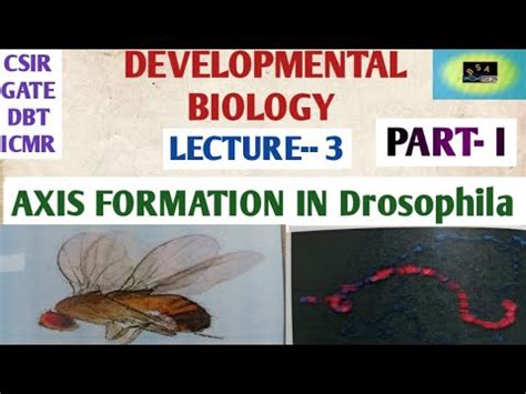 AXIS FORMATION IN Drosophila PART I CSIR GATE DBT ICMR