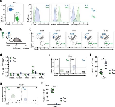 Monoclonal Donor Trm Cells Maintain Resident Phenotype After Adoptive Download Scientific