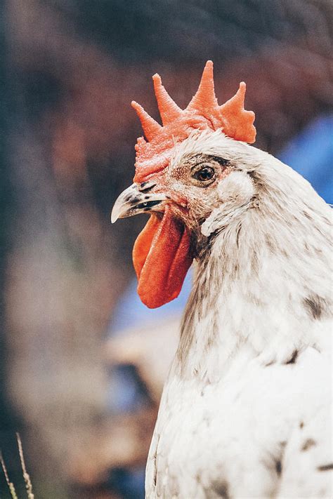 Rockstar Chicken Photograph By Kat Sepulvado Fine Art America