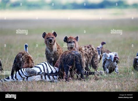Hyena And Zebra Hi Res Stock Photography And Images Alamy
