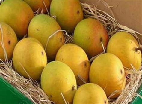 Yellow Natural Kesar Keri Packaging Type Carton Packaging Size 5 Kg