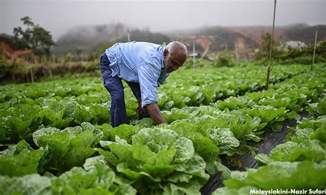 Malaysians Must Know The Truth Govt Must Act On High Food Prices