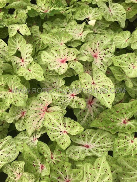 Caladium Strapleaved Miss Muffet No P Carton Rotex