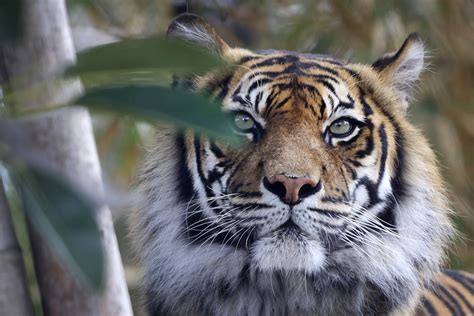 Two Tigers At The Fort Wayne Childrens Zoo Test Positive For Covid 19