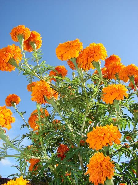 Tagetes erecta (African Marigold, American Marigold, Aztec Marigold, Big Marigold, Mexican ...