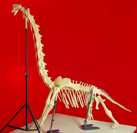Brachiosaurus