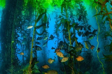 Scuba Diving In Giant Kelp Forest: Triphobo