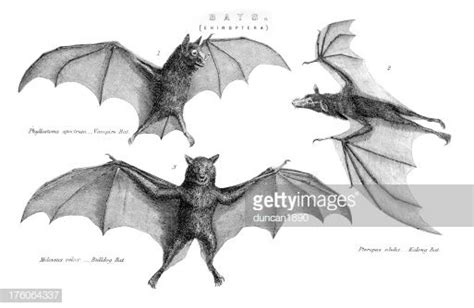 Vintage Engraving of Bats - Vampire Bat, Kalong Bat and Bulldog Bat