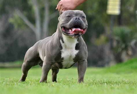 Cachorro Americano Cão Americano Cães Americanos