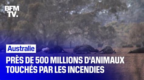 Pr S De Millions D Animaux Ont T Touch S Par Les Violents