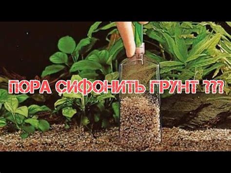 КАК ЧАСТО НУЖНО СИФОНИТЬ ГРУНТ В АКВАРИУМЕ - YouTube