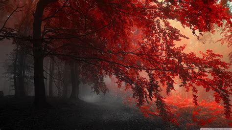 Wallpaper Sunlight Trees Landscape Forest Nature Red Plants Branch Sunrise Morning