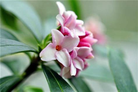 Breeding Methods And Precautions Of Daphne Odora The Plant Aide