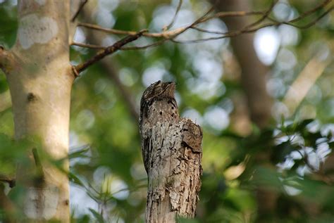Potoo Bird: It Spends The Day Pretending To Be A Tree