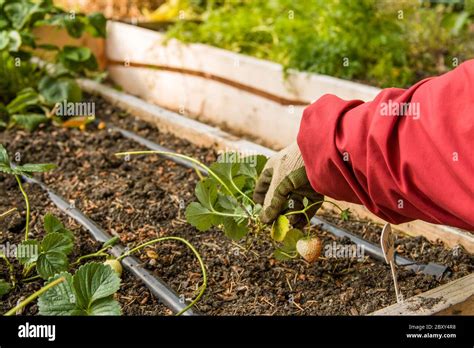 Woman Propagating Strawberries With Runners In Issaquah Washington Usa Growing Strawberry