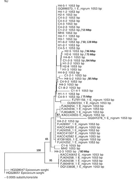 Fig One Of The Most Parsimonious Trees Inferred From The Rdna Its