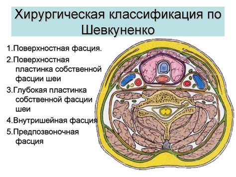 Функциональная анатомия мышц головы и шеи - презентация онлайн