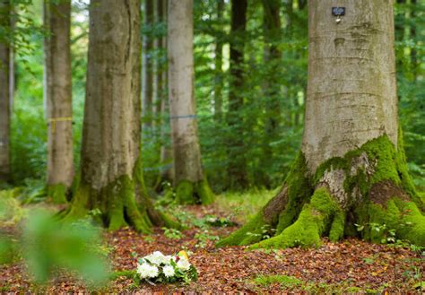 Naturbestattung Baumbestattung Bestattung Zadrobilek