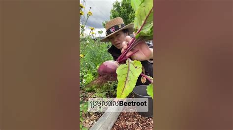 Harvest Beetroot Youtube