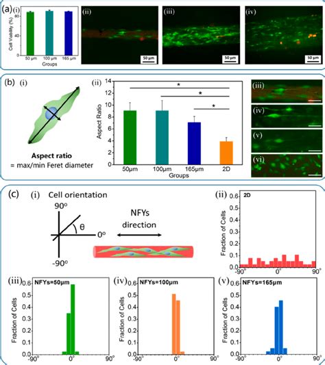 C2C12 Cell Viability Elongation And Alignment On Aligned NFYs A