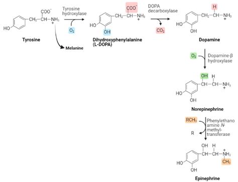 Synthesis Of Dopamine And Its Release Into The Synaptic Cleft Which