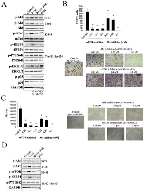 Wdl Decreases Osteoclastogenesis By Inhibiting Akt Mtor Signaling A