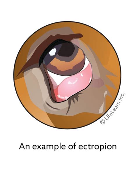Eyelid Ectropion In Dogs Vca Animal Hospital