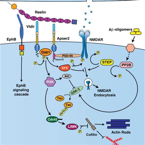 Reelin Signaling Cascade The Central Fragment Of Reelin Binds To Vldlr