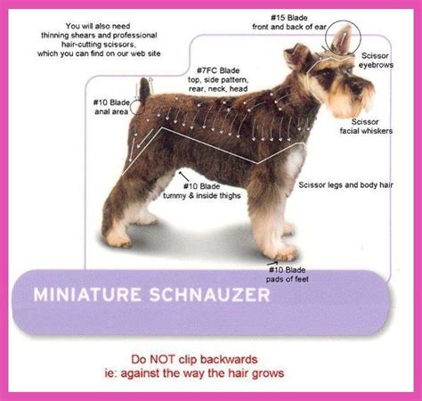 Dog Grooming Styles Schnauzer The Best Dog Clippers For Schnauzers