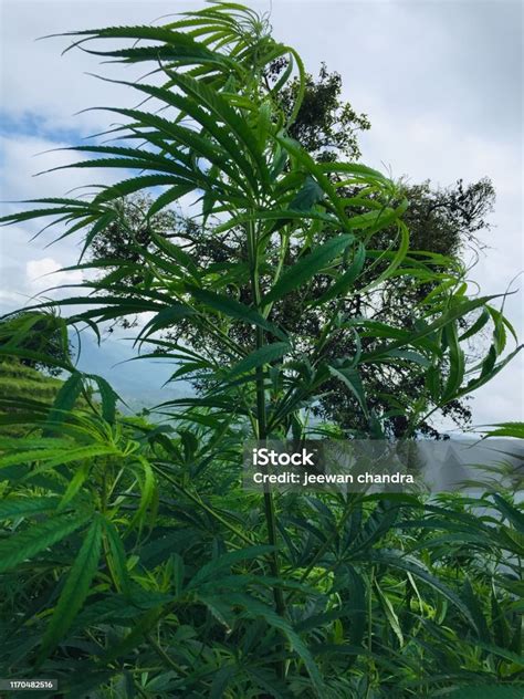 Cannabis Sativa Bhang Plant With Green Leaf Stock Photo Download