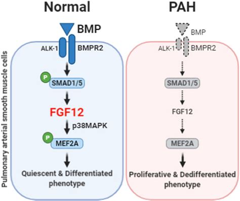 FGF12 Fibroblast Growth Factor 12 Inhibits Vascular Smooth Muscle