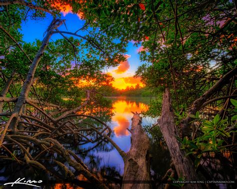 Jupiter Inlet Lagoon Sunset Through Mangrove Tree Hdr Photography By Captain Kimo