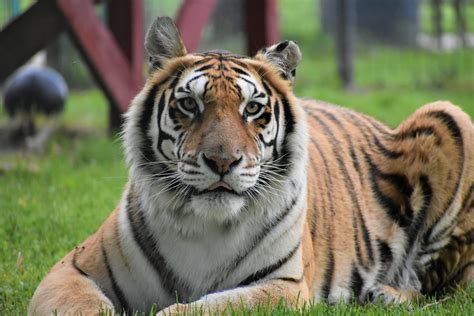 Different Types Of Tigers Found In The World