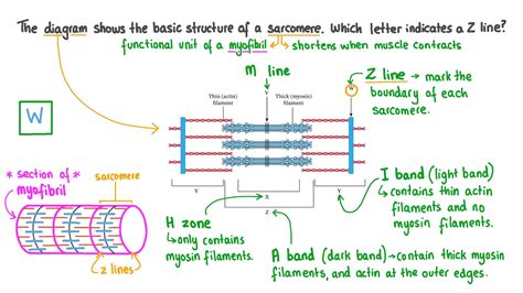 Question Video: Identifying the Z Line in the Sarcomere | Nagwa