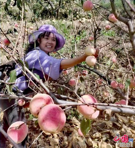 雲南南華：荒山變農場 冬桃豐産話增收中國網