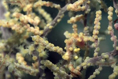 Watch: The unbelievable camouflage of the pygmy seahorse | Oceans ...