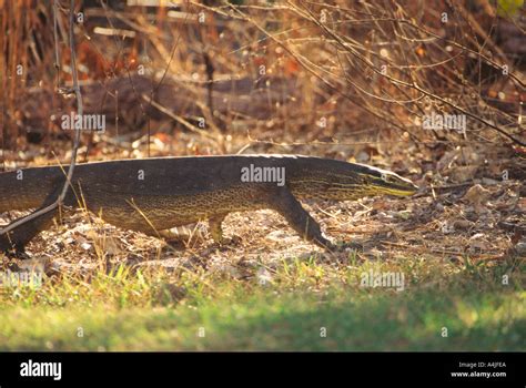 Goulds Monitor Lizard Varanus Gouldii Hi Res Stock Photography And