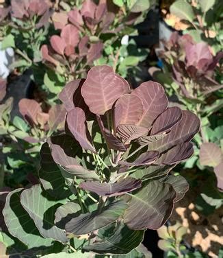 Cotinus Coggygria The Velvet Fog Smokebush From Pleasant Run Nursery