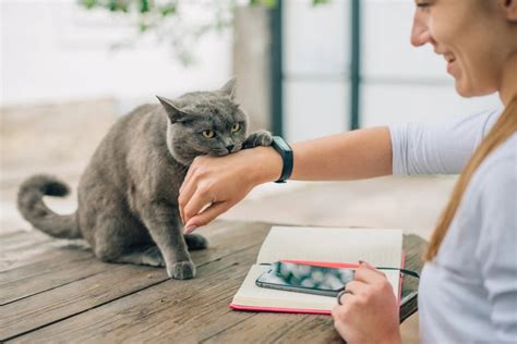 I gatti sono così attenti alle parole del loro padrone Lega Nerd