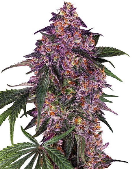 Graines De Sensi Purple Kush Féminisées Sensi Seeds