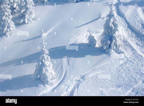 Pine Trees Covered By Snow Stock Photo Alamy