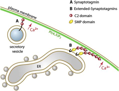 Pi45p2 Dependent And Ca2 Regulated Er Pm Interactions Mediated By