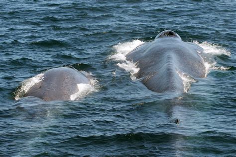 Facts About Blue Whales Whale And Dolphin Conservation Usa